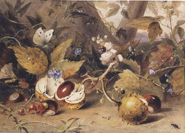 Elizabeth Byrne Still-life with horse chestnuts and insects (mk47)
